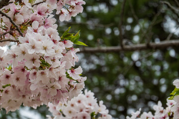 曇天の日の桜