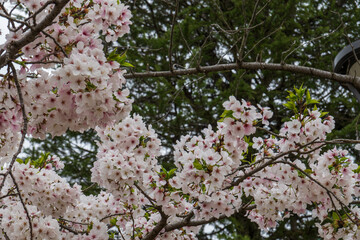 曇天の日の桜