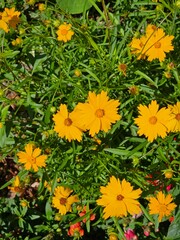 yellow flowers in lake placid