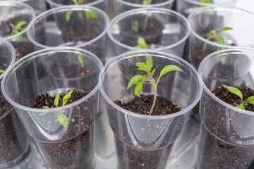 Group of tomato seedlings in plastic glasses on windows sill. Close-up of seedlings of green small thin leaves of a tomato plant in a container growing indoors in the soil in spring. 