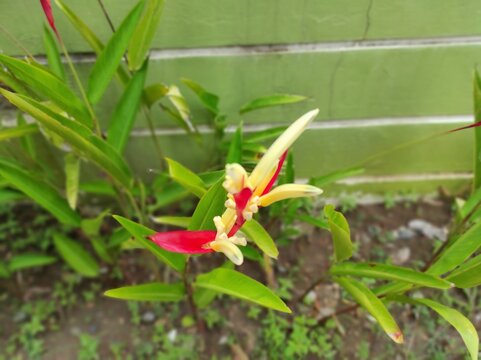 The ornamental plant Heliconia hirsuta is a species of flowering plant from the Heliconiaceae family. The herbaceous plant originates from America