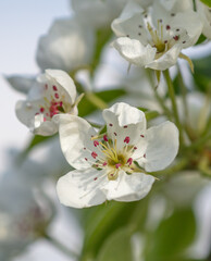 Naklejka na ściany i meble Flowers on a pear tree in spring. Close-up