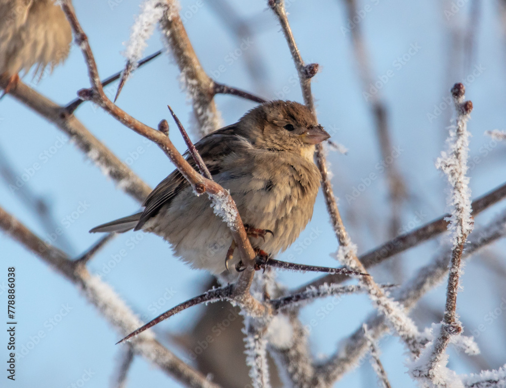 Wall mural sparrows on snowy tree branches in winter