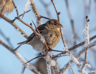 Sparrows on snowy tree branches in winter