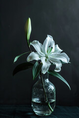 White lily flower in a glass vase. Classical still life.