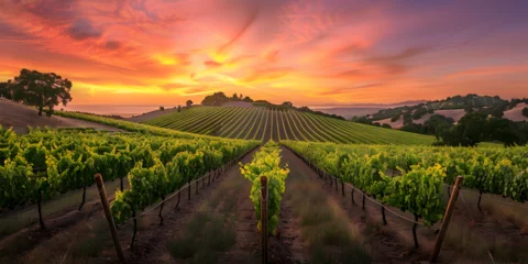 Fotobehang A serene vineyard with rows of grapevines and a peaceful sunset, Summer vineyard at sunset,  vineyard with rows of grapevines under a pastel sunset sky © HijabZohra