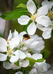 bee on an apple flower