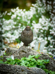 Thrush standing before flowers
