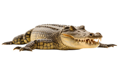 Fototapeta premium Crocodile isolated on white