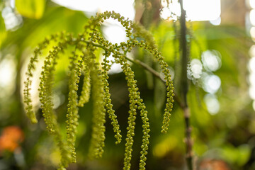 Cascading green beads, nature’s chandelier