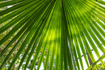 Palm leaf fan, streaked green, sunlit