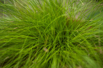 Lush green grass, dynamic and blurred edges.