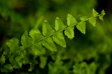 Green fern leaf, delicate texture, forest vibe.