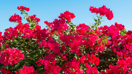 Bright purple burgundy oleander flowers against a clear blue sky