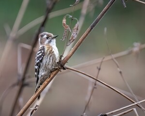 A Japanese pygmy woodpecker perching on a reed