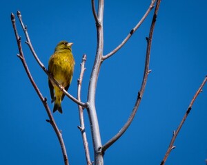 a male oriental greenfinch perching on the tree branch