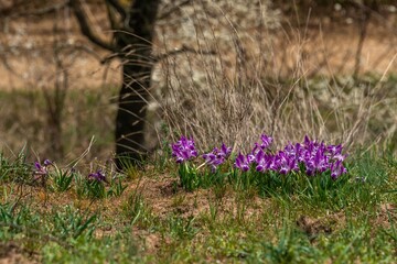bright purple first spring flowers bloom among dry grass after winter on a sunny spring day