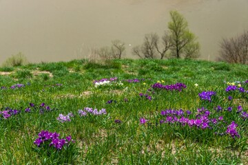 a clearing with the first spring flowers near the Dvubratsky farm, Southern Russia on a non-sunny day at the beginning of spring