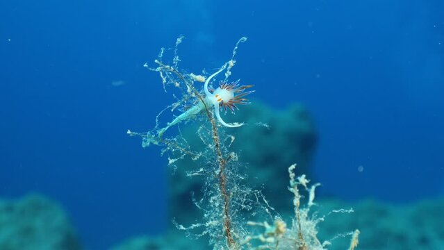 nudibranch flabellina nudi branch nudybranch  underwater slug ocean scenery