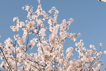 cherry blossoms 桜