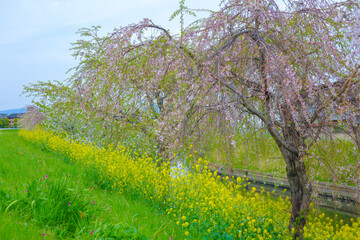 Brassica rapa and cherry blossom flower.