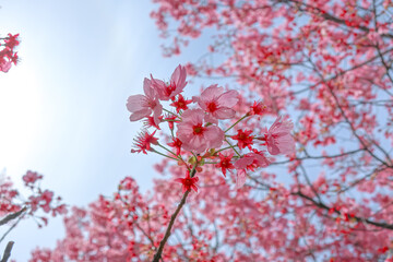 Pink cherry blossom or sakura with blue sky background