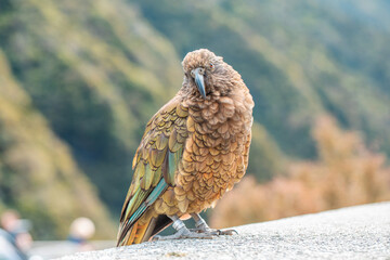 Curious Kea perched in the wild, encapsulating the spirit of New Zealand's majestic alpine fauna - obrazy, fototapety, plakaty