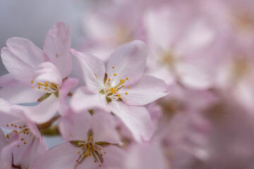 柔らかい日差しを浴びる桜