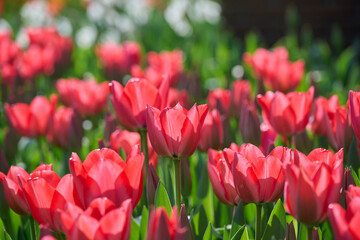 red tulip Trick with backlight