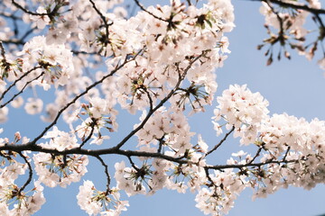 cherry blossoms 桜
