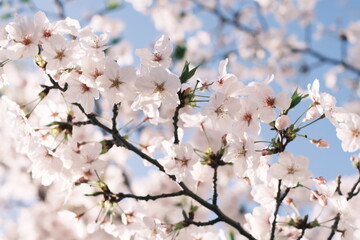 cherry blossoms 桜