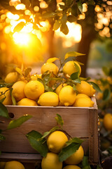 Lemons harvested in a wooden box with orchard and sunshine in the background. Natural organic fruit abundance. Agriculture, healthy and natural food concept. Vertical composition.