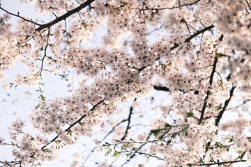 cherry blossoms 桜