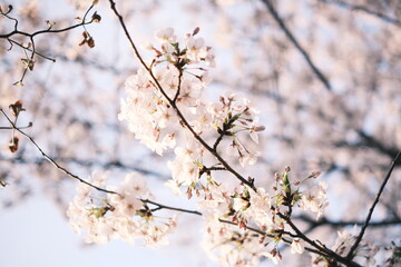 cherry blossoms 桜