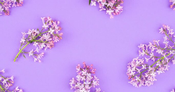 Video background of violet lilac flowers and branches pattern on lilac background. Top view, floral video flat lay. Perfect background for spring social media and ads.