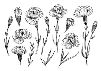 Carnation, flowers and leaves set, vector sketch illustration, hand drawn, black outline