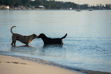 Fototapeta premium Dog running and playing at the beach