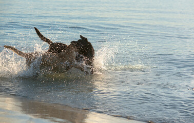 Obraz premium Dog running and playing at the beach