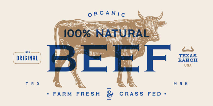 Cow, bull, beef meat, tag label. Template Meat Beef Tag Label. Vintage cow print, tag, label sketch ink pencil drawing. Butchery cow, bull, beef meat shop, text, typography. Vector Illustration
