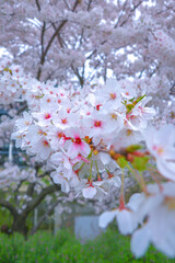White cherry blossom with vertical shoot.
