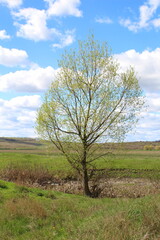 Fototapeta premium A tree in a field