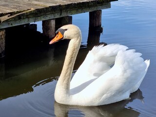 Swan at the pier