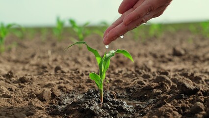 Cultivation concept. Growth time plants. Water flows down arm, drips into ground, waters sprout....