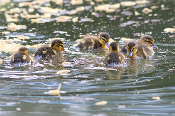 cute mallard ducklings swimming together on pond - 778908257