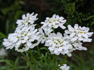 Obraz premium white flowers