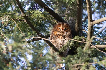 tawny owl hidden in the tree canopy - 778908478
