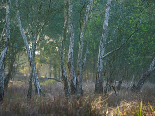 Cajuput tree in the waterlogged meadow