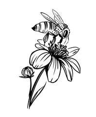 Bee on a flower, vector sketch illustration, hand drawn, black outline