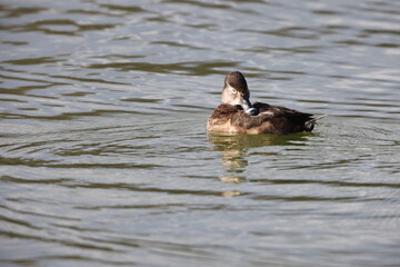 Ring-necked duck (Aythya collaris) is a diving duck from North America commonly found in freshwater ponds and lakes. This photo was taken in Japan.