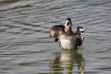 Ring-necked duck (Aythya collaris) is a diving duck from North America commonly found in freshwater ponds and lakes. This photo was taken in Japan.